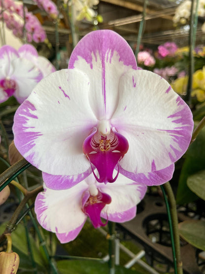 Phalaenopsis