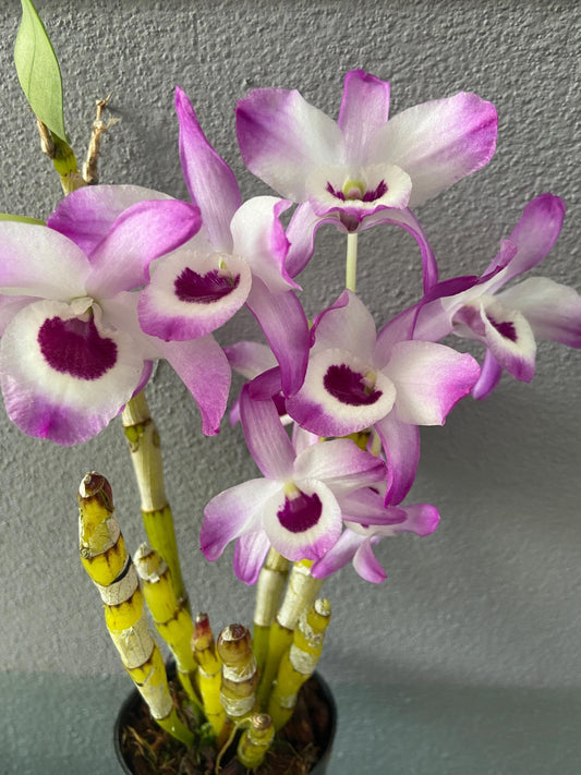 Dendrobium Nobile Pink