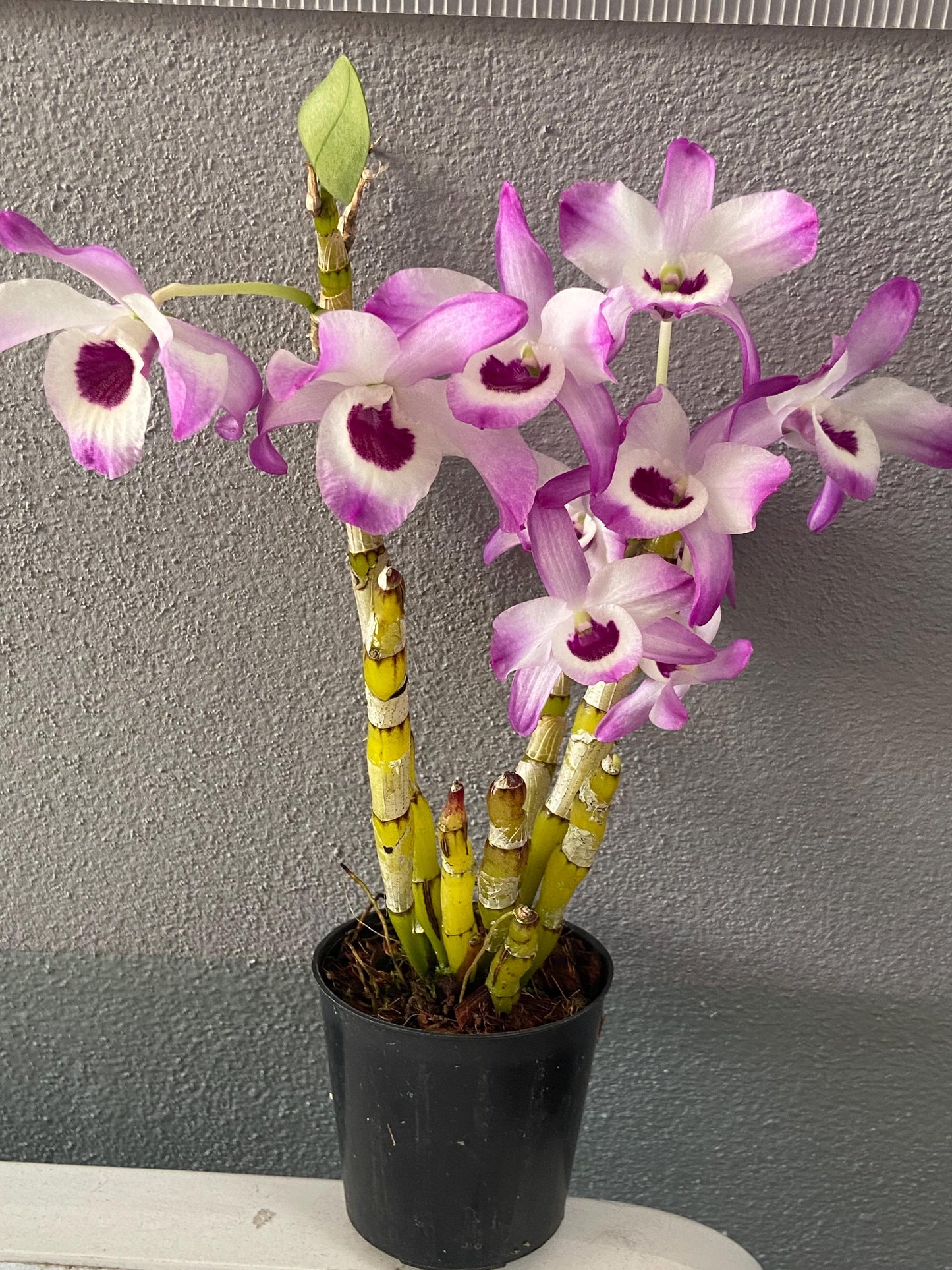 Dendrobium Nobile Pink
