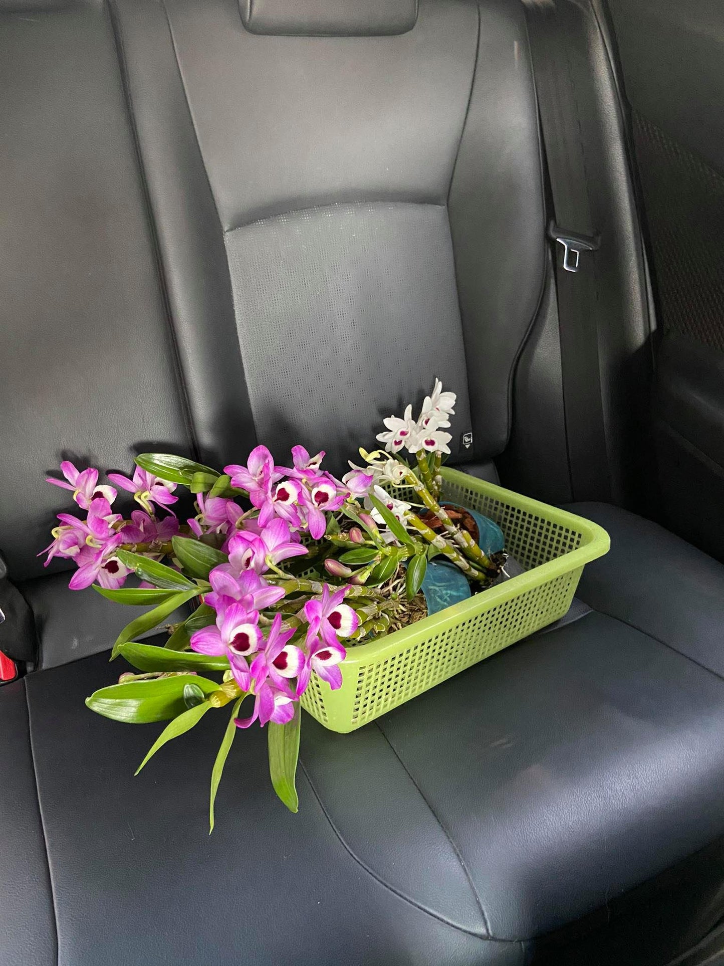 Dendrobium Nobile Pink