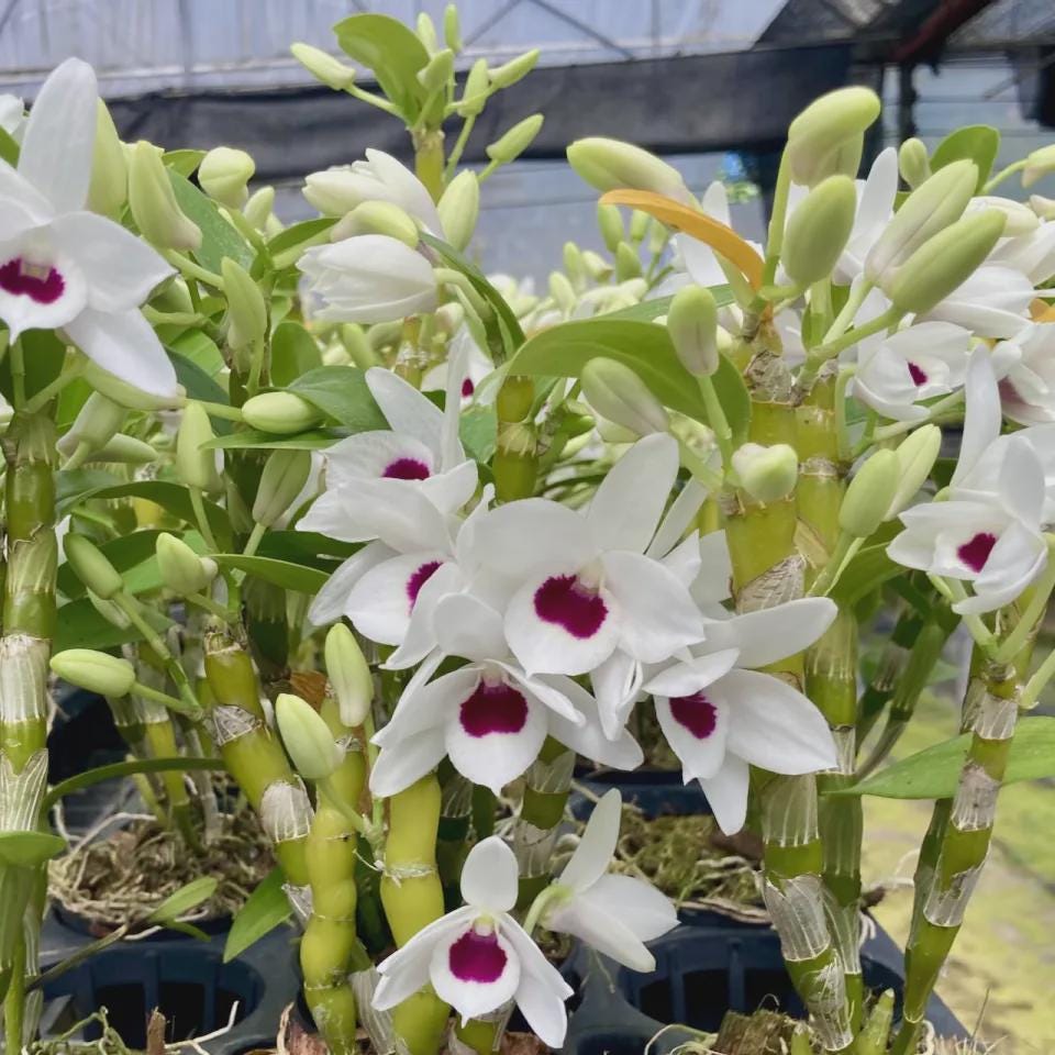 Dendrobium watanabe