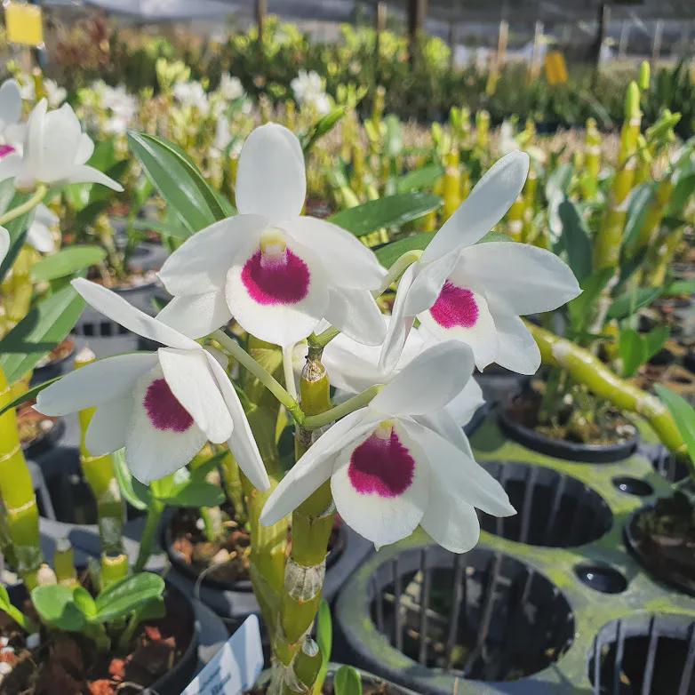 Dendrobium watanabe