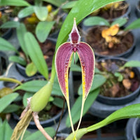 Bulbophyllum maxillare