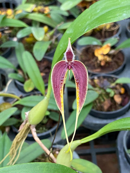 Bulbophyllum maxillare
