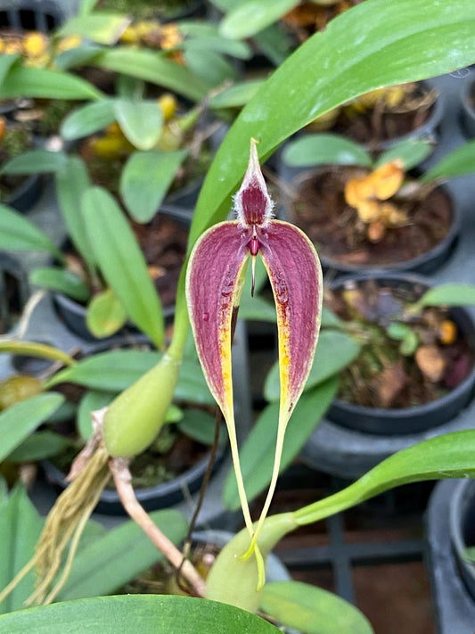 Bulbophyllum maxillare
