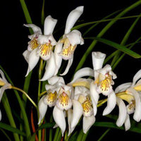 Cymbidium wenshanense