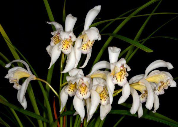 Cymbidium wenshanense