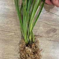 Cymbidium wenshanense