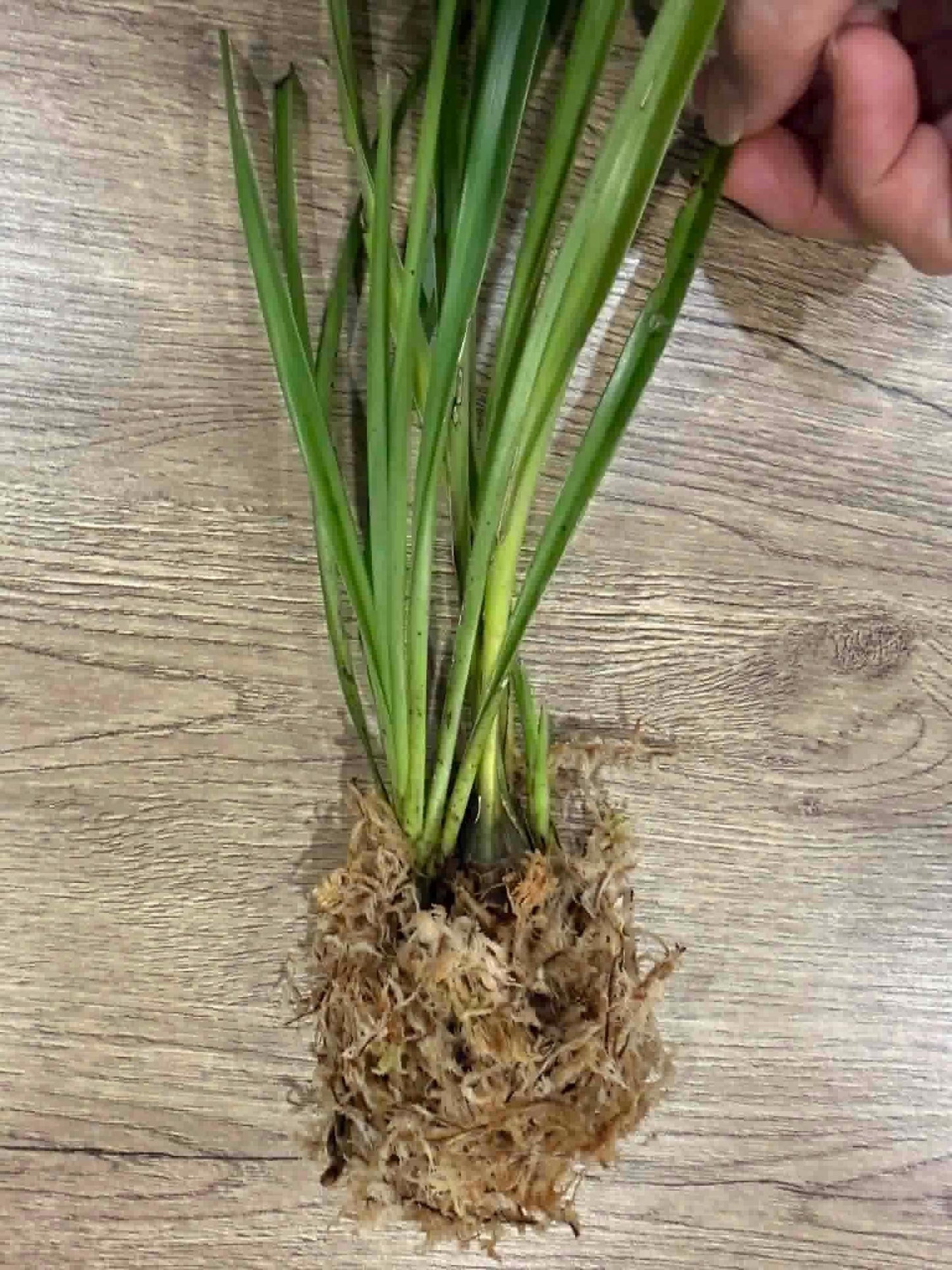 Cymbidium wenshanense
