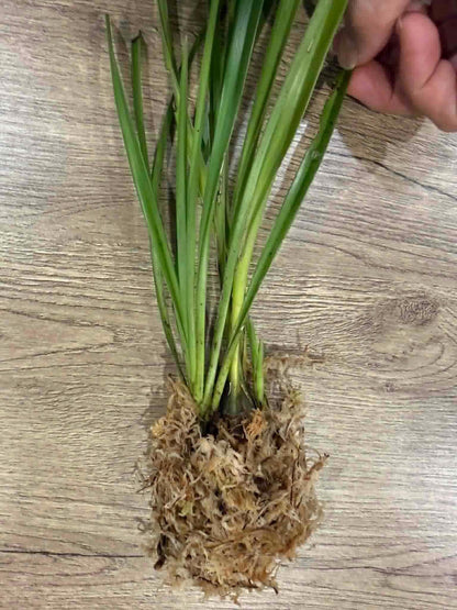Cymbidium wenshanense