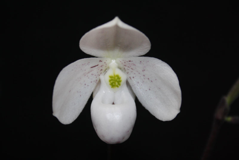 Paphiopedilum thaianum Orchid Plant – Medium Rare Lady Slipper Orchid