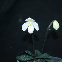 Paphiopedilum thaianum