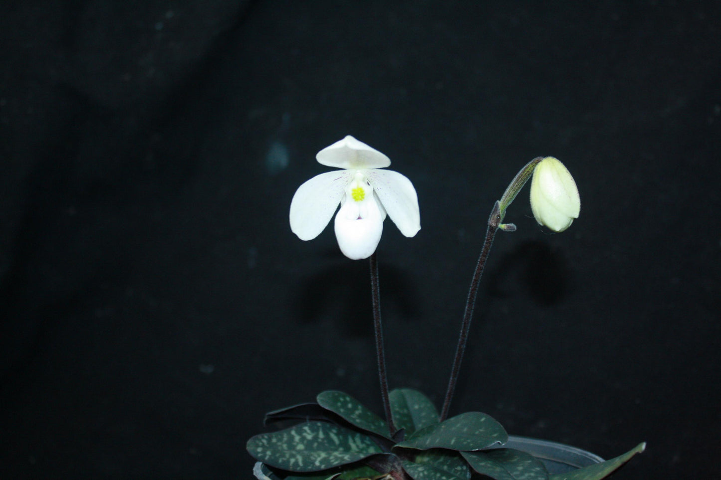 Paphiopedilum thaianum