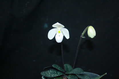 Paphiopedilum thaianum