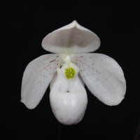 Paphiopedilum thaianum
