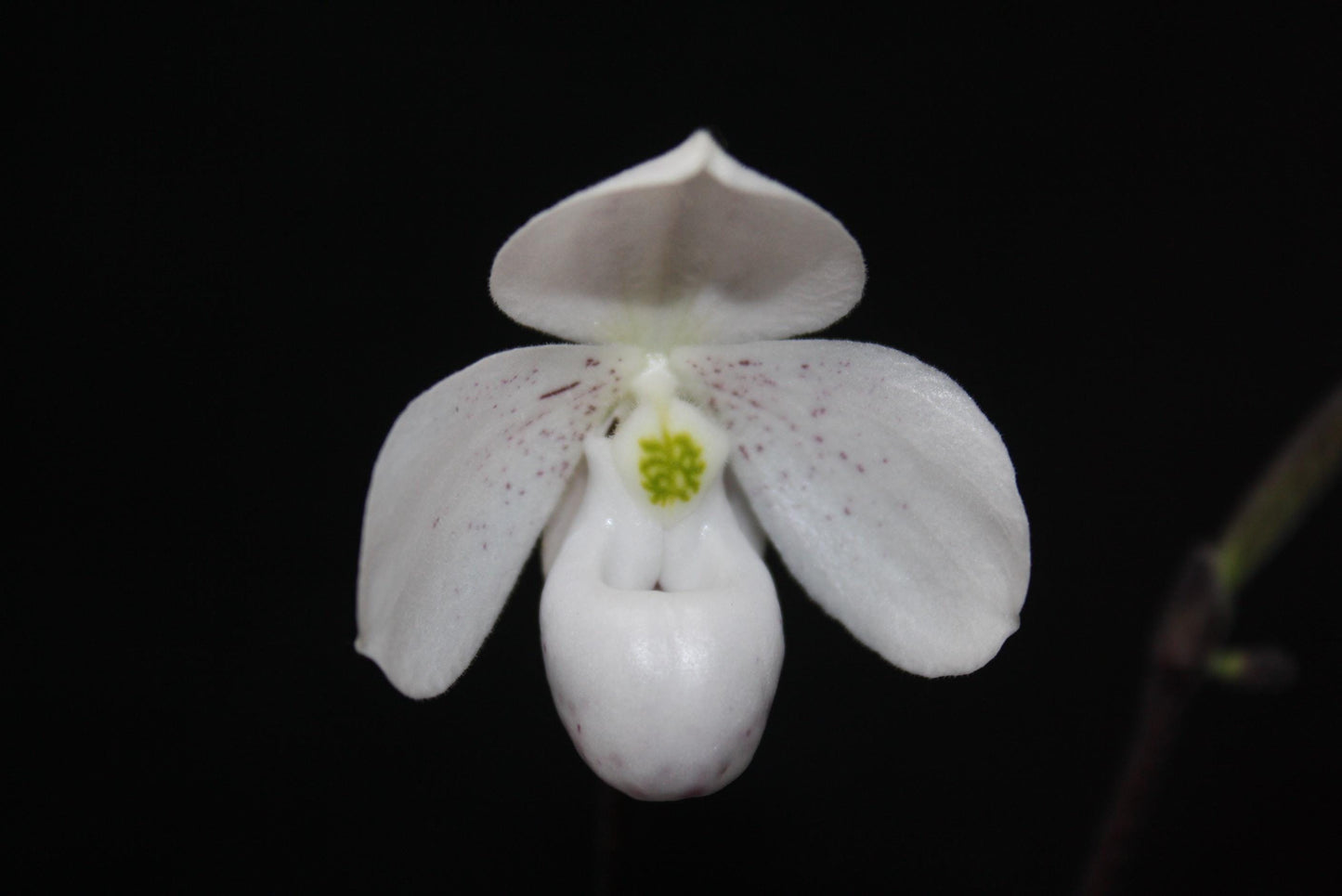 Paphiopedilum thaianum