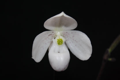 Paphiopedilum thaianum
