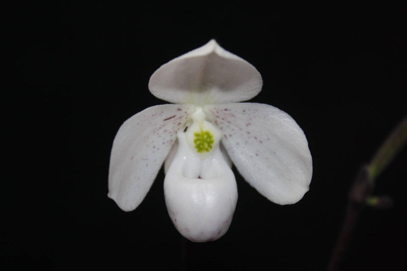 Paphiopedilum thaianum Orchid Plant – Medium Rare Lady Slipper Orchid