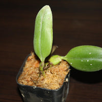 Bulbophyllum bicolor