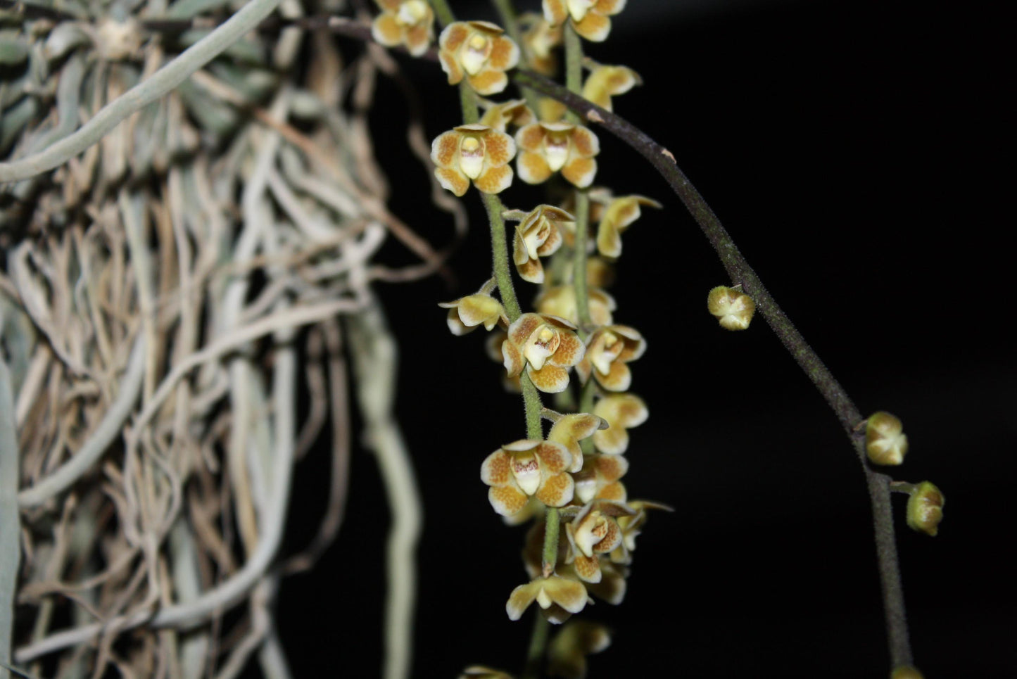Chiloschista extinctoriformis
