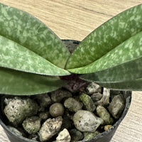 Paphiopedilum josianae