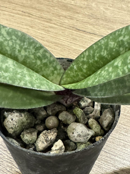Paphiopedilum josianae