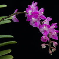 Aerides krabiensis