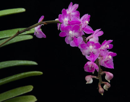 Aerides krabiensis