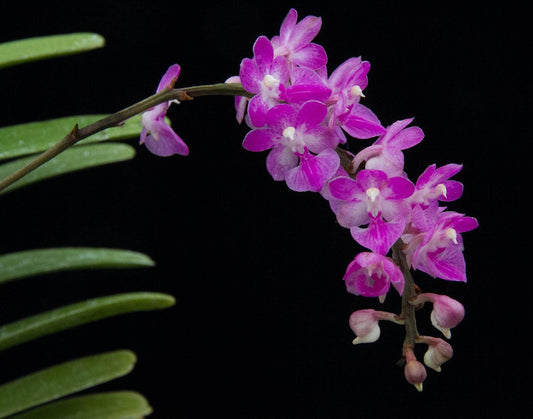 Aerides krabiensis