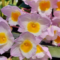 Dendrobium farmeri (Pink)