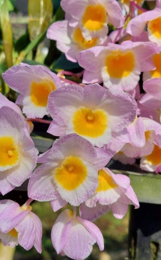 Dendrobium farmeri (Pink)