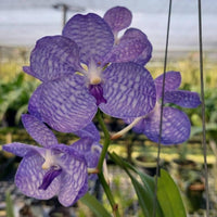 Vanda coerulea