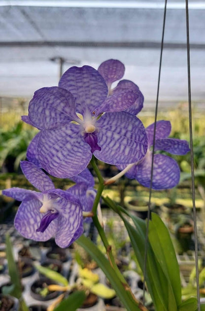 Vanda coerulea