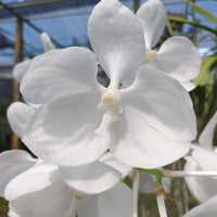 Vanda coerulea alba