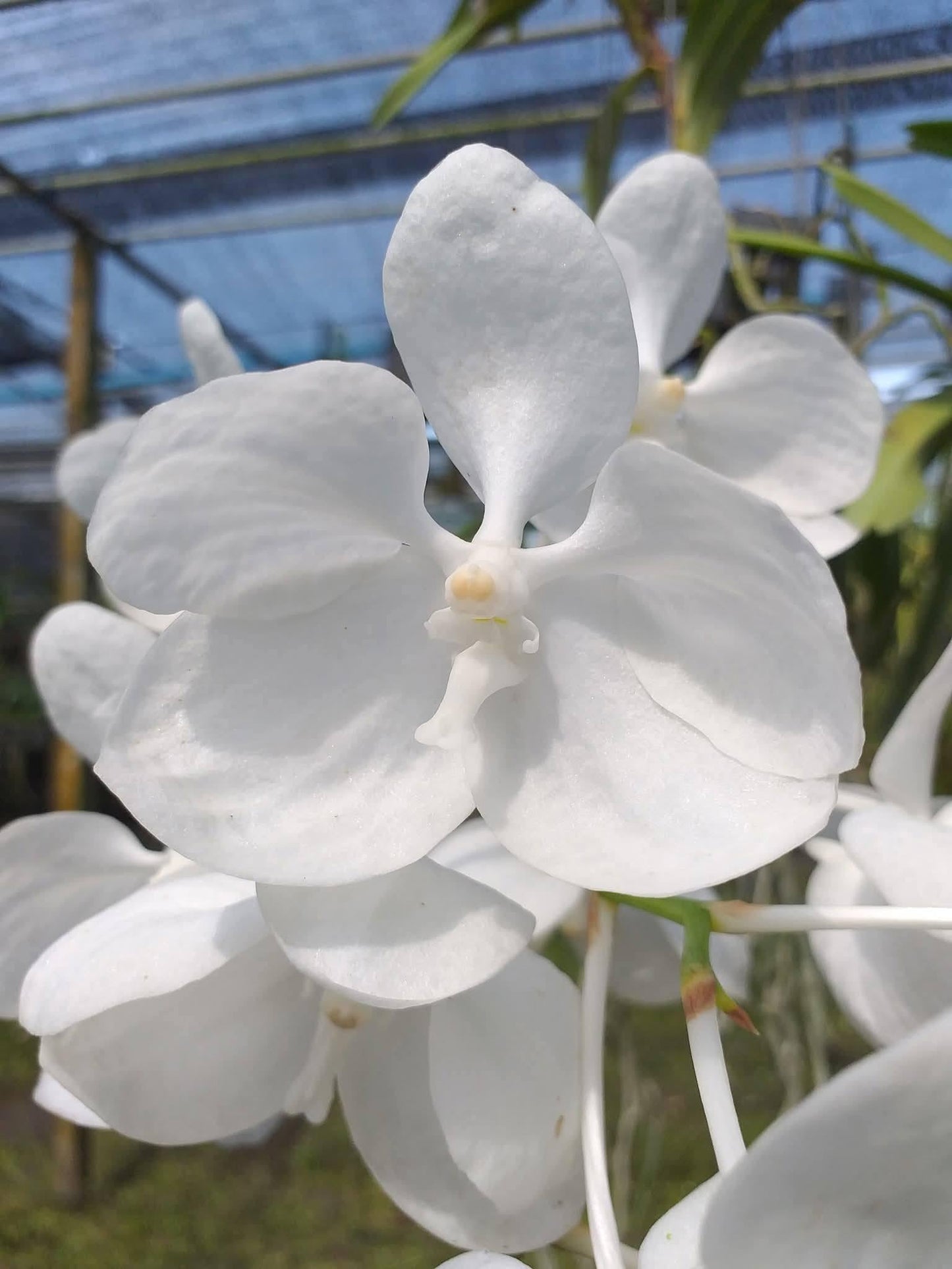 Vanda coerulea alba