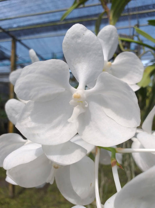 Vanda coerulea alba