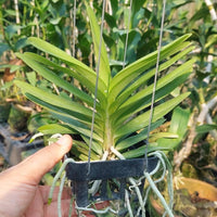 Vanda coerulea alba