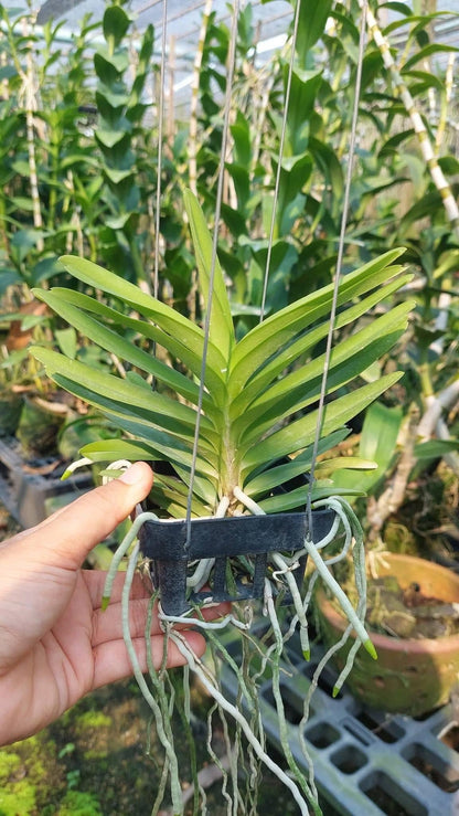Vanda coerulea alba