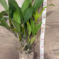 Dendrobium farmeri (Pink)