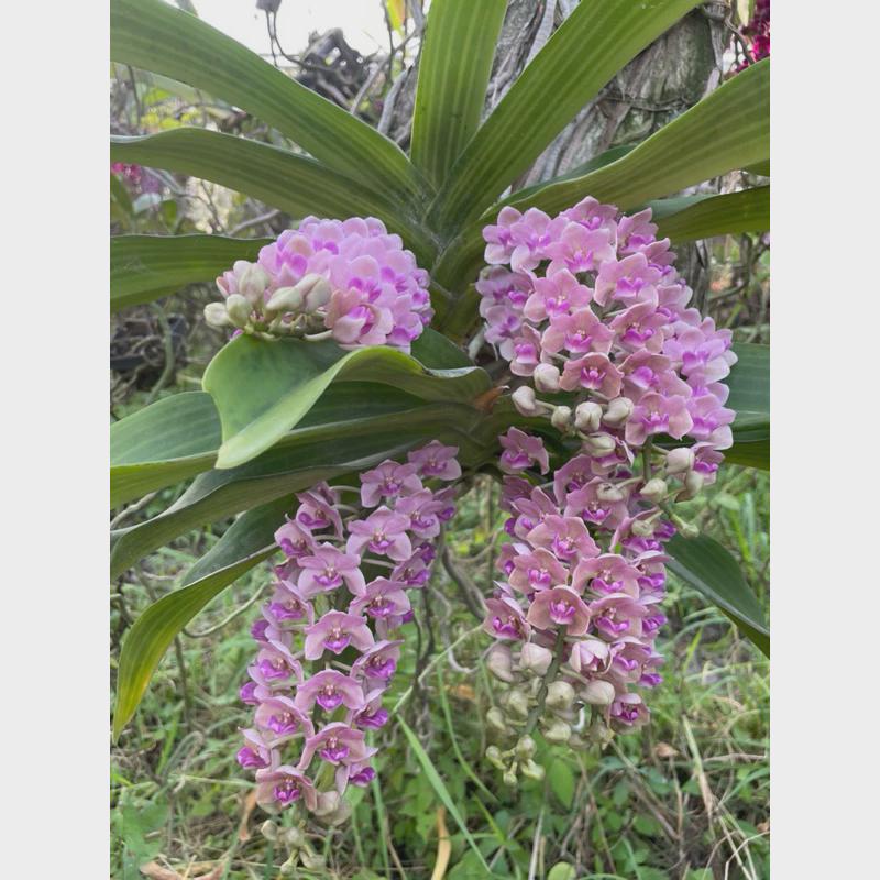 Rhynchostylis gigantea