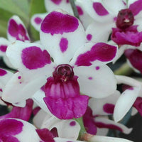 Rhynchostylis gigantea