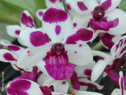 Rhynchostylis gigantea