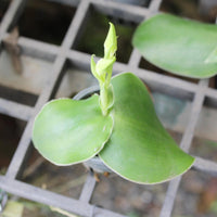 Pecteilis sagarikii