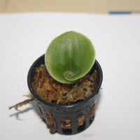 Pecteilis sagarikii