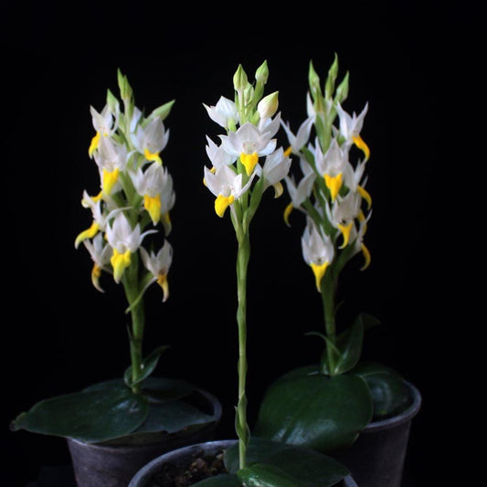 Pecteilis sagarikii