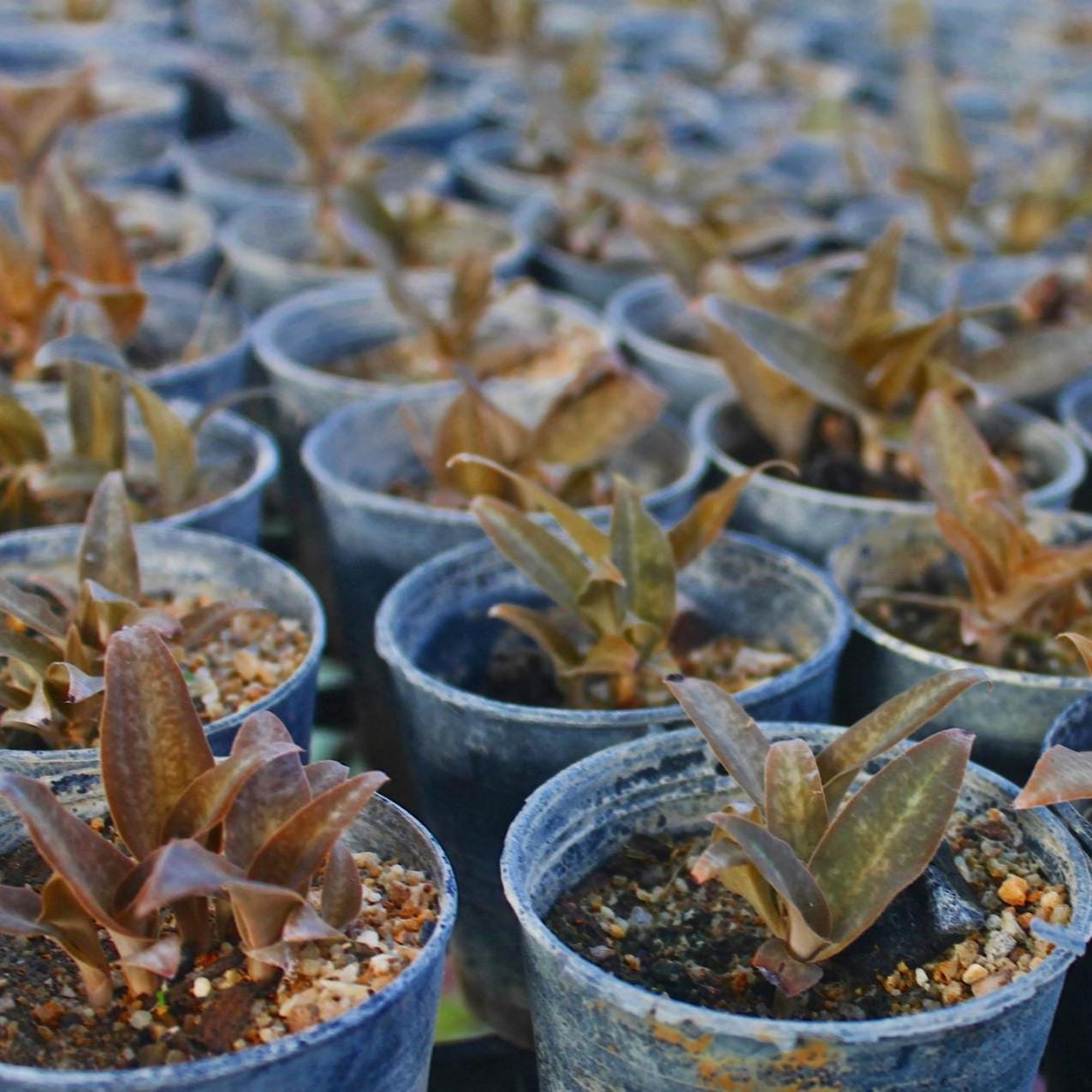 Habenaria rhodocheila (pink)