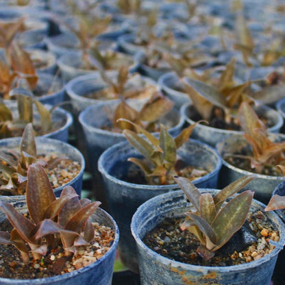Habenaria rhodocheila (pink)