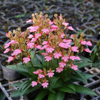 Habenaria rhodocheila (pink)
