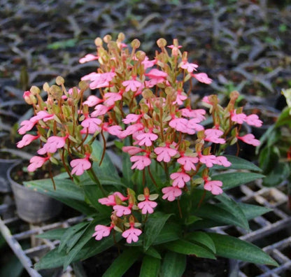 Habenaria rhodocheila (pink)