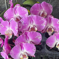 Phalaenopsis